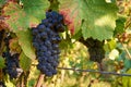 Close-up photo of vine grape in a vineyard between leaves in autumn Royalty Free Stock Photo