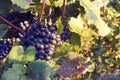 Close-up photo of vine grape in a vineyard between leaves in autumn Royalty Free Stock Photo