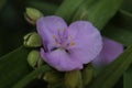 a close up of a Virginia spiderwort blossom