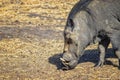 Close up photo of Warthog , Phacochoerus aethiopicus is running along a dirt road for safari in Bandia reserve, Senegal. It is a