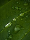 Photo of water droplets on a green leaf Royalty Free Stock Photo