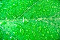 Close-up photo of water droplets on green leaves. Macro image of raindrops on green leaves blur background. Green leaf with water Royalty Free Stock Photo