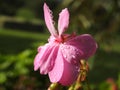 Water droplets on a pink flower