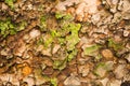 Close-up photo of weathered tree trunk.