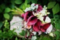 Close-up photo of a wedding bouquet made from purple calla lilies and other flowers. Royalty Free Stock Photo