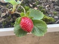 Close-up photo of a well-defined organic strawberry