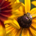 Close-up photo of a Western Honey Bee gathering nectar and spreading pollen on a young Autumn Sun Coneflower (Rudbeckia nitida).