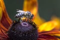 Close-up photo of a Western Honey Bee gathering nectar and spreading pollen on a young Autumn Sun Coneflower (Rudbeckia nitida).