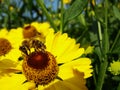 A honey bee collects pollen and nectar from a Rudbeckia flower, with pollen on its legs