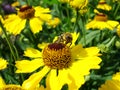 A honey bee collects pollen and nectar from a Rudbeckia flower, with pollen on its legs Royalty Free Stock Photo