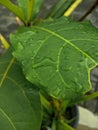 A close-up photo of a wet green leaf Royalty Free Stock Photo