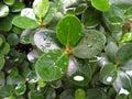 The Close up photo of wet green leaves. Royalty Free Stock Photo