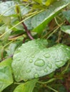 close-up photo of wet leaves in the rain Royalty Free Stock Photo