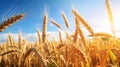 Golden Wheat Field Bathed In Sunlight Royalty Free Stock Photo