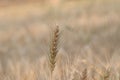 Close-up photo of Wheat pods or Wheat ear in wheat crop in the field Royalty Free Stock Photo