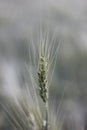 Macro photo of wheat spikelet Royalty Free Stock Photo