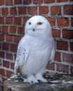 Close-up photo of a white adult snowy owl (polar owl, Bubo scandiacus) Royalty Free Stock Photo