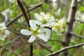 Close up photo of white apple blossom flowers in springtime against a blurred green background of leaves and branches Royalty Free Stock Photo