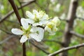 Close up photo of white apple blossom flowers in springtime against a blurred green background of leaves and branches Royalty Free Stock Photo