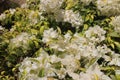 A close-up photo of white bougainvillea flowers Royalty Free Stock Photo