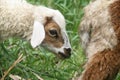 close-up photo of white and brown lamb.