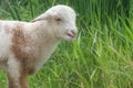 Close-up photo of a white-brown lamb on a grass background.