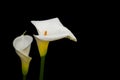 Close-up photo of white Calla Lily flowers wet with rain. Isolated on black. Royalty Free Stock Photo