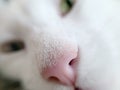 Close up photo of a white cat nose