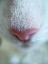 Close up photo of a white cat nose