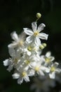 Close up photo of white clematis flowers in garden.