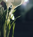 Close up photo of white crocuses in sunlight Royalty Free Stock Photo