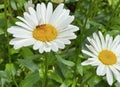 Wonderful blooming Dasiy and bee Royalty Free Stock Photo