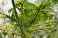 White flowers blooming on a flowering papaya tree