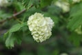 white Guelder-rose Viburnum opulus blossom