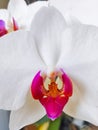 Close up photo of white orchid flower. Royalty Free Stock Photo