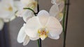 Close-up photo of white orchid flower. Royalty Free Stock Photo