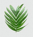 A palm tree leaf branch eco nature isolated, close up natural, Royalty Free Stock Photo