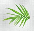 A palm tree leaf branch eco nature isolated, close up natural, Royalty Free Stock Photo