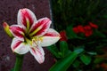 Close up photo of white and red amaryllis lily flower Royalty Free Stock Photo