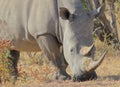 A close-up photo of a white rhino grazing short grass. Royalty Free Stock Photo