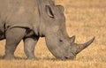 A close-up photo of a white rhino grazing short grass. Royalty Free Stock Photo