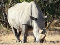 A photo of a white rhino Royalty Free Stock Photo