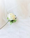 Close-up photo of white rose Royalty Free Stock Photo