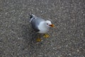 Seagull running on the road