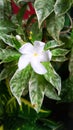 close up photo of white star-shaped flower Royalty Free Stock Photo