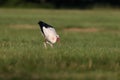 A close-up photo of a white stork hunting in a meadow. Royalty Free Stock Photo