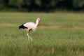 A close-up photo of a white stork hunting in a meadow. Royalty Free Stock Photo