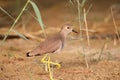 Close-up photo of a white-tailed lapwing Royalty Free Stock Photo