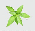 a plant with green leaves on a white background, green leaf plant, eco, nature, Royalty Free Stock Photo