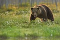 Close up photo of a wild, big Brown Bear, Ursus arctos, male in flowering grass. Royalty Free Stock Photo